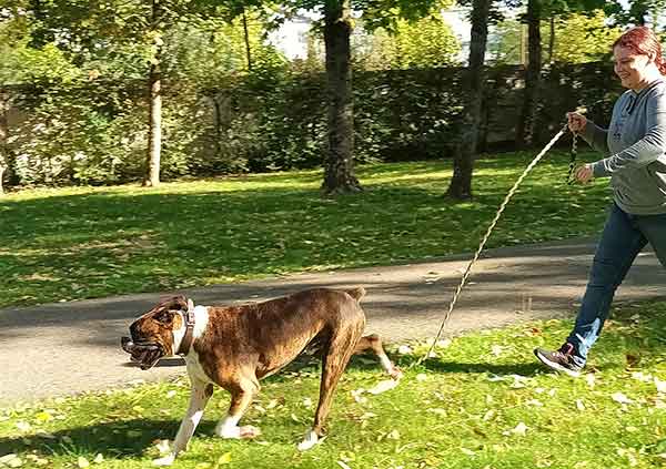 mambo boxer adoption sosanimaux78 versailles le chesnay refuge chien abandonné